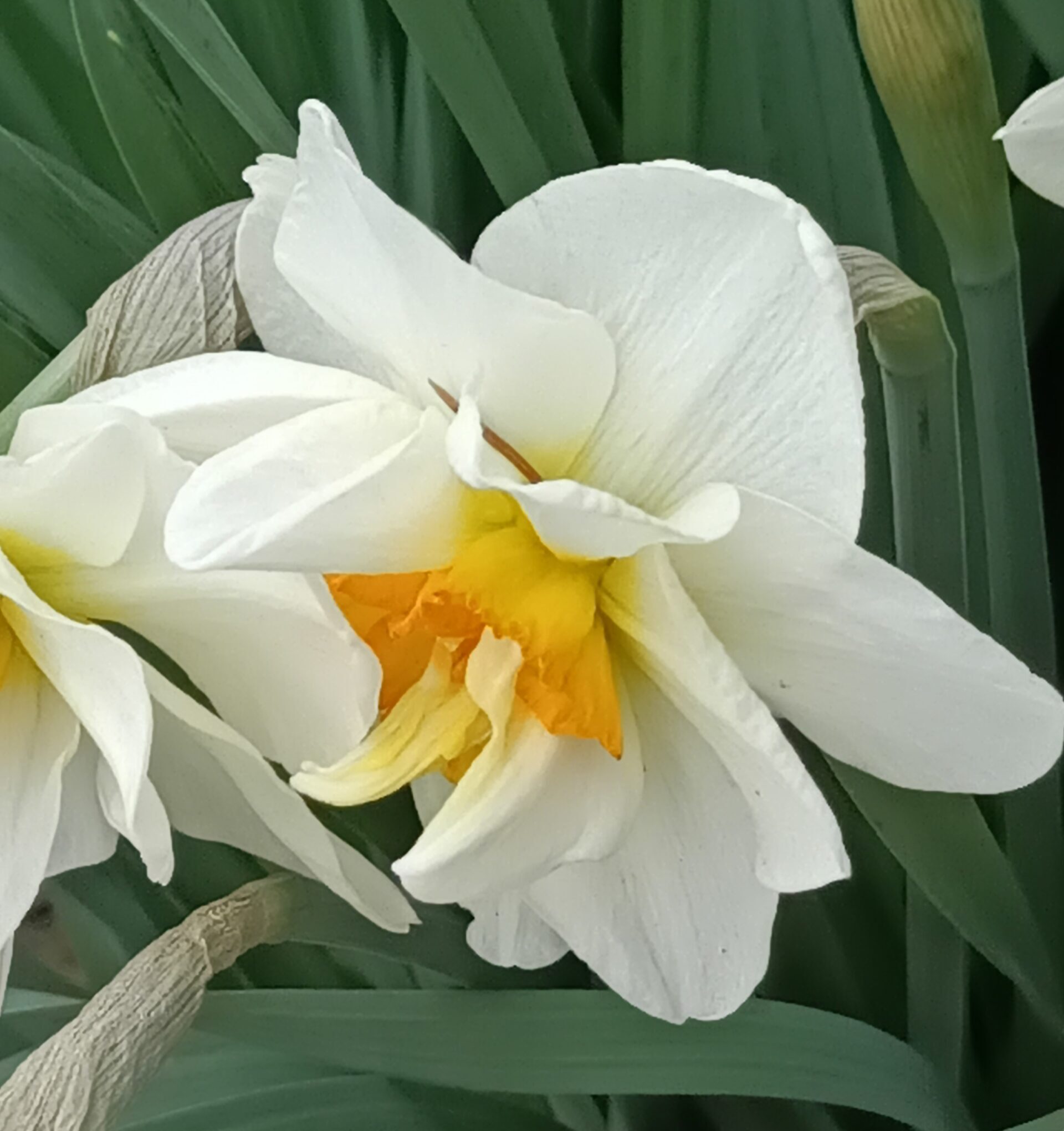 SPRING FLORA