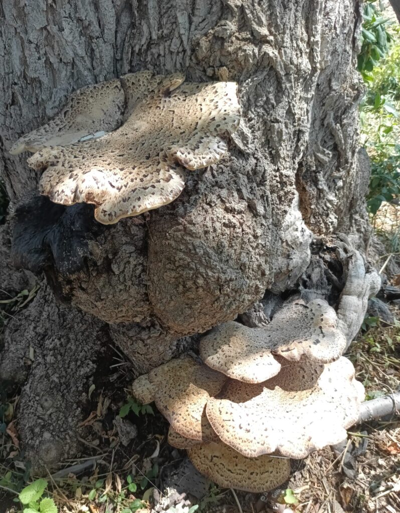 MUSHROOMS PHEASANT BACK